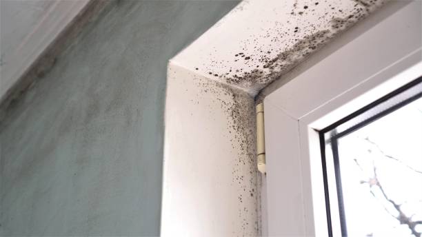 Professional Mold Remediation in Roslyn Heights, NY